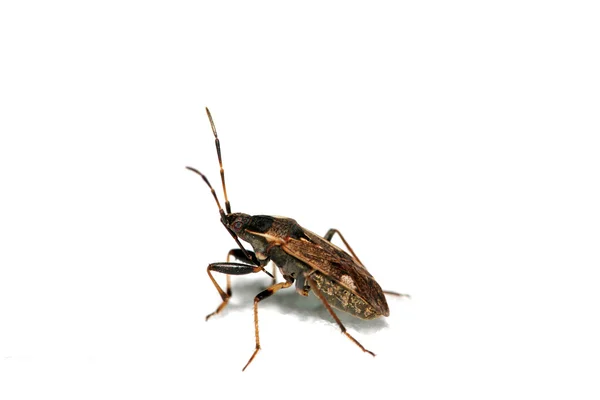 Stinkbug — Stock Photo, Image