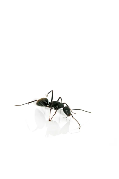 Closeup of ants — Stock Photo, Image