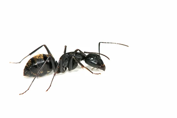 Primo piano delle formiche — Foto Stock