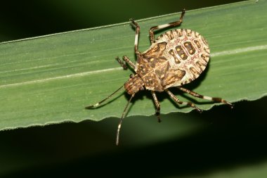 çekirke yakın çekim