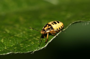 çekirke yakın çekim