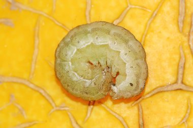 böcekler yakın çekim