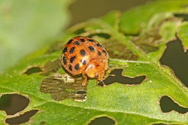 uğur böceği yakın çekim