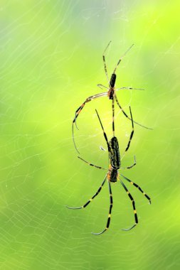 Spider yakın çekim