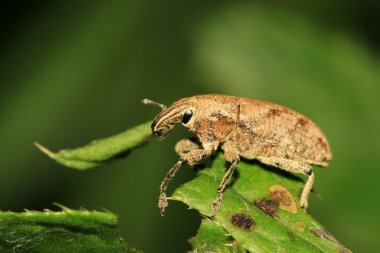 Weevil yakın çekim