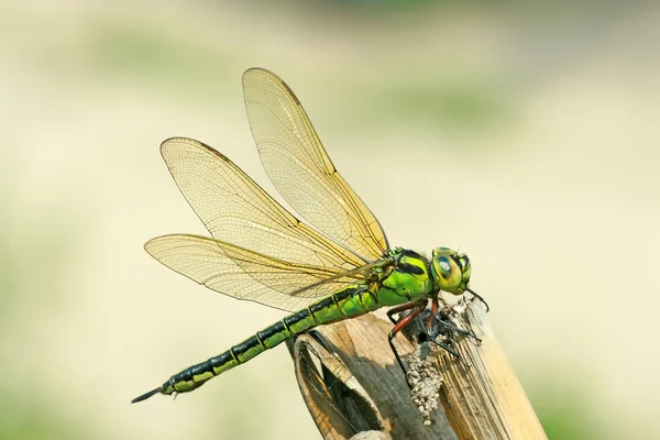 Närbild på dragonfly — Stockfoto