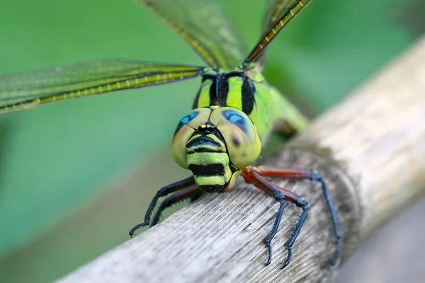 Close up of dragonfly — Stock Photo, Image