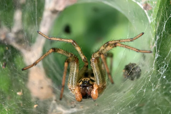 Aranha de caranguejo — Fotografia de Stock