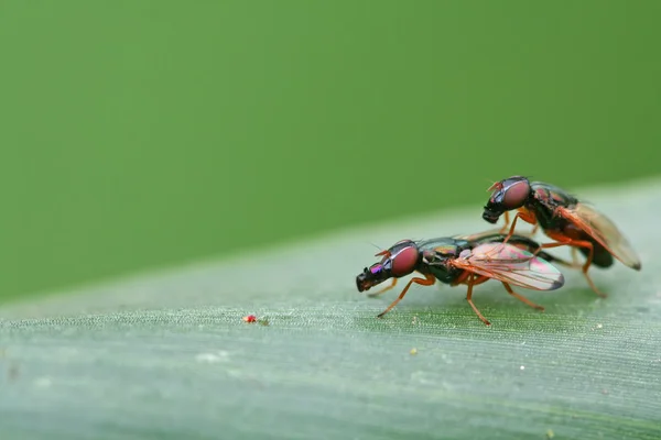 Two flies insects loving — Stock Photo, Image