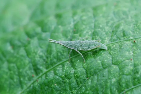 Close up of locust — Stock Photo, Image