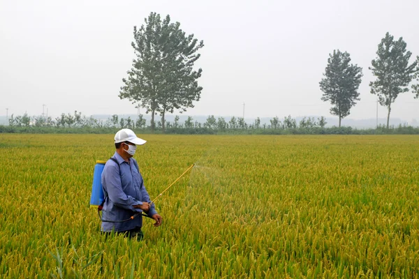 Spraying pesticide farmers in the rice cropland — Stock Photo, Image