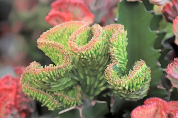 Cactus plants — Stock Photo, Image