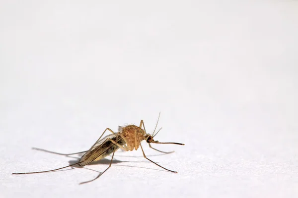 Close-up de mosquitos — Fotografia de Stock