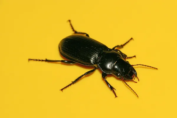 Close up de carabidae — Fotografia de Stock