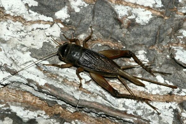 Närbild av insekter — Stockfoto