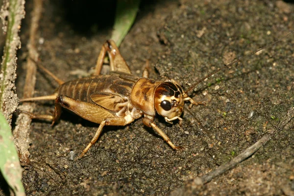 Крупный план насекомых — стоковое фото