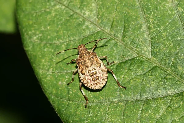 Close up of stinkbug — Stock Photo, Image