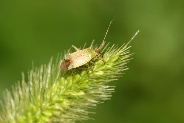 Közelkép a stinkbug — Stock Fotó