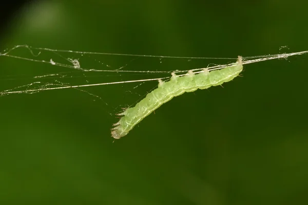 Närbild av insekter — Stockfoto