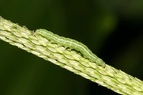 Nahaufnahme von Insekten — Stockfoto