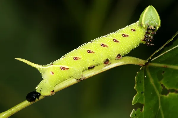 Fasulye convolvuli — Stok fotoğraf