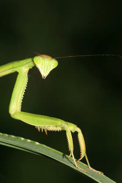 Close up of mantis — Stock Photo, Image