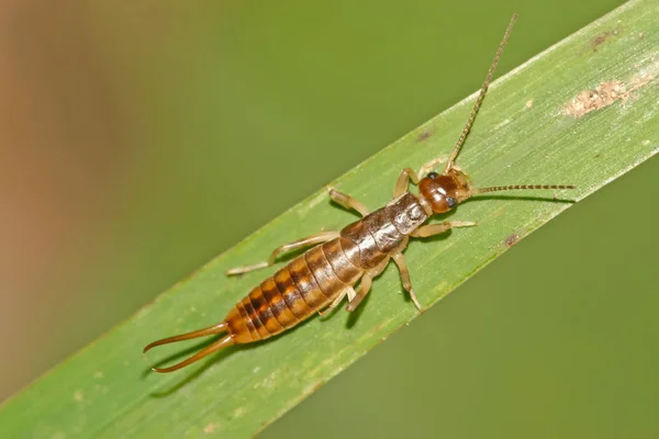 Close-up de insetos — Fotografia de Stock