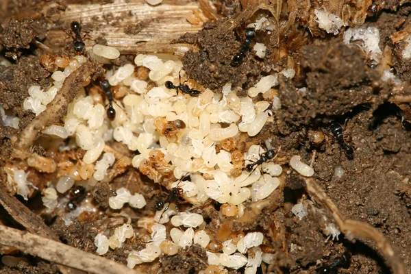 Närbild på myra ägg — Stockfoto