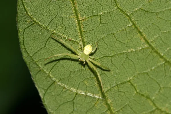Крабовый паук — стоковое фото