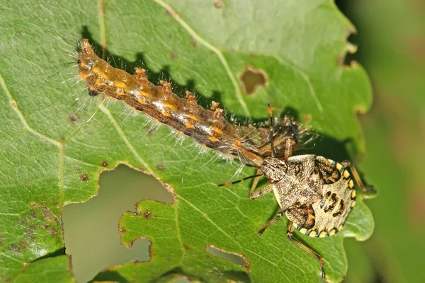 Közelkép a stinkbug — Stock Fotó