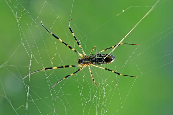 Närbild på spindel — Stockfoto