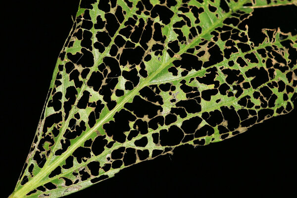 закрыть листья