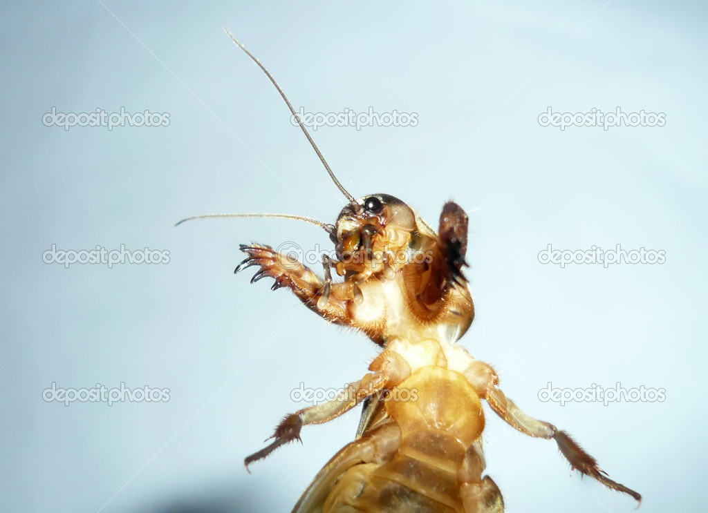 Close up of insects
