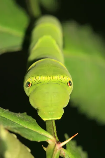 Close up van insecten — Stockfoto