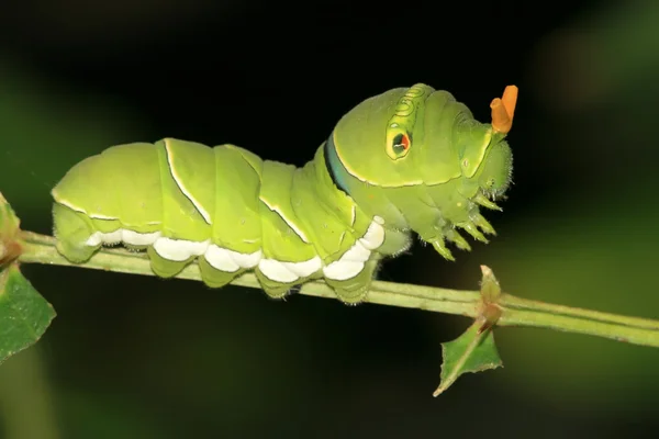 Insecten — Stockfoto