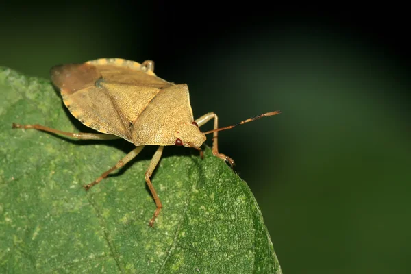 Cimice puzzolente — Foto Stock