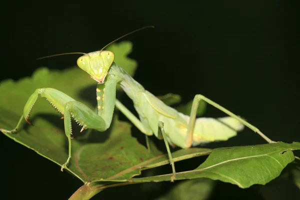 Gottesanbeterin — Stockfoto