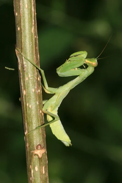 Mantis. —  Fotos de Stock