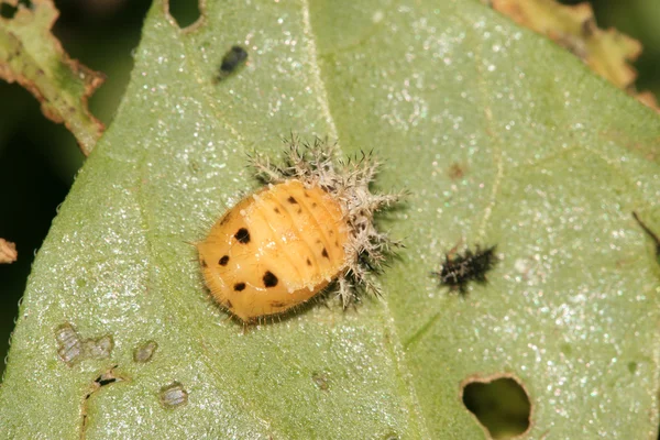 Marienkäfer — Stockfoto