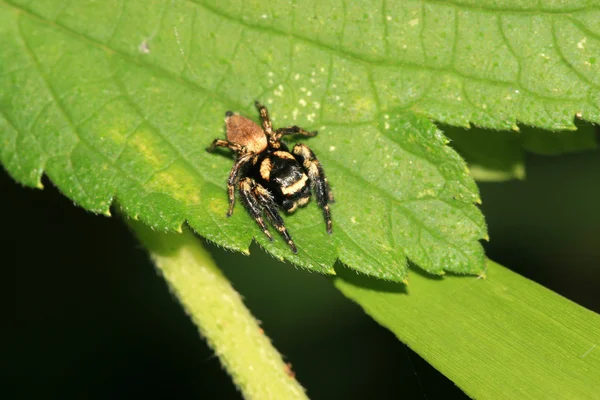 Spinne — Stockfoto