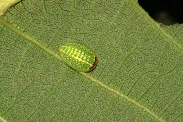 A kind of insects — Stock Photo, Image