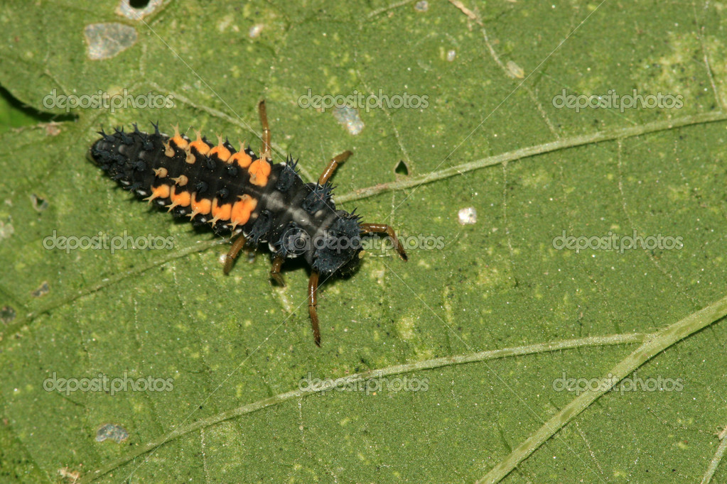 てんとう虫の幼虫 ストック写真 C Lnzyx