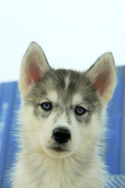 Evcil Köpek