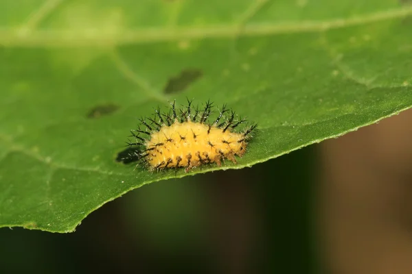 Coccinella — Foto Stock