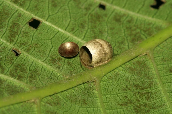 Casca de ovo de aranha — Fotografia de Stock