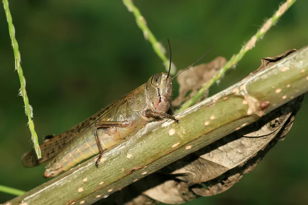 Insectos —  Fotos de Stock