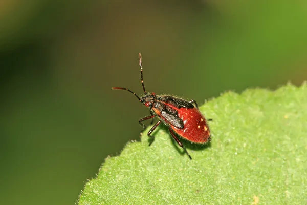 Stinkbug — Stock Fotó