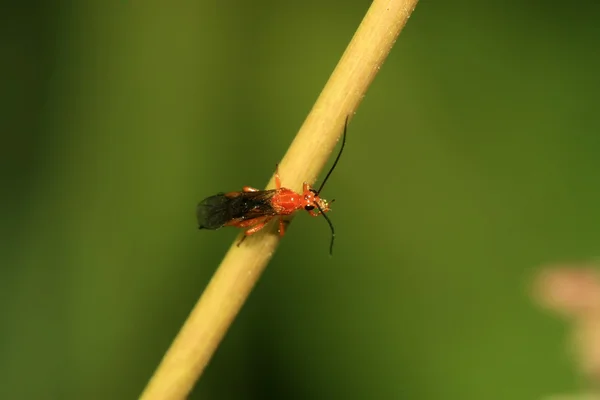 Una especie de abeja — Foto de Stock