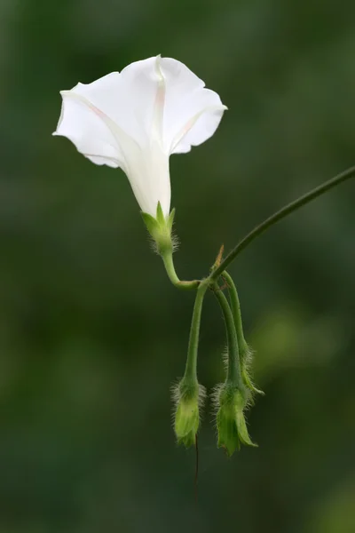 Blommor — Stockfoto