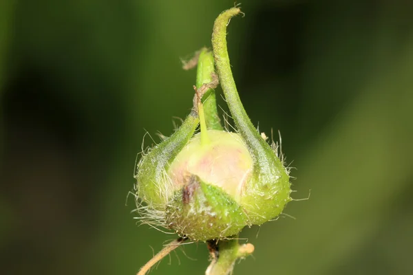 Frukt — Stockfoto